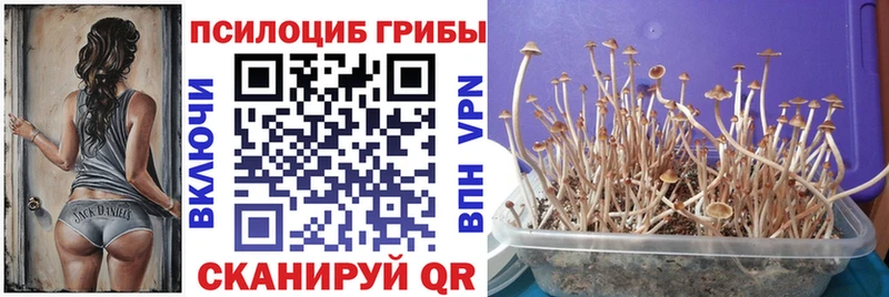 как найти закладки  Белый  Галлюциногенные грибы Cubensis 